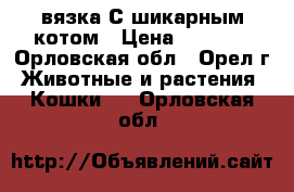 вязка С шикарным котом › Цена ­ 1 500 - Орловская обл., Орел г. Животные и растения » Кошки   . Орловская обл.